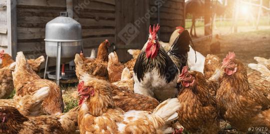 Rooster and Chickens in hen house. Hens in bio farm. Chicken in hen house. Chickens in farm at sunny day  : Stock Photo or Stock Video Download rcfotostock photos, images and assets rcfotostock | RC Photo Stock.: