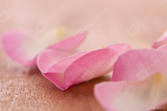 Rose leafs on wooden background  : Stock Photo or Stock Video Download rcfotostock photos, images and assets rcfotostock | RC Photo Stock.: