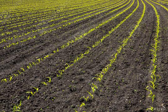 Rows of young corn shoots on a cornfield  : Stock Photo or Stock Video Download rcfotostock photos, images and assets rcfotostock | RC-Photo-Stock.:
