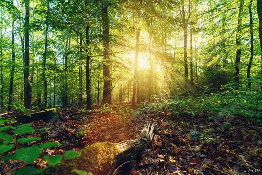 Scenic forest of fresh green deciduous trees framed by leaves, with the sun casting its warm rays through the foliage    : Stock Photo or Stock Video Download rcfotostock photos, images and assets rcfotostock | RC Photo Stock.: