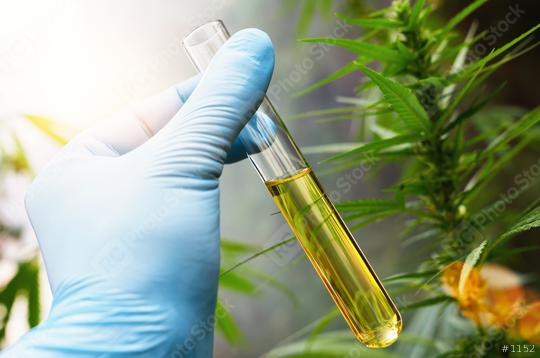 scientist hand holding a test tube of cbd biological and ecological herbal pharmaceutical cbd oil at a Hemp farm. Concept of herbal alternative medicine, cbd oil, pharmaceutical industry  : Stock Photo or Stock Video Download rcfotostock photos, images and assets rcfotostock | RC-Photo-Stock.: