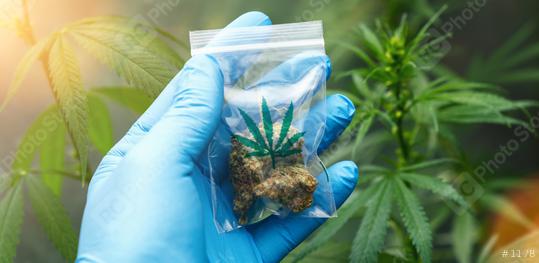 scientist hand Holding and showing Cannabis buds in a plastic zip bag. Concept of herbal alternative medicine, cbd oil, pharmaceutical industry or illegal drug use  : Stock Photo or Stock Video Download rcfotostock photos, images and assets rcfotostock | RC Photo Stock.: