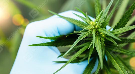 scientist hand holding cbd bud flower of biological and ecological herbal pharmaceutical cbd oil plant at a Hemp farm. Concept of herbal alternative medicine, cbd oil, pharmaceutical industry  : Stock Photo or Stock Video Download rcfotostock photos, images and assets rcfotostock | RC Photo Stock.: