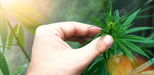 scientist with checking hemp plants in a greenhouse. Concept of herbal alternative medicine, CBD oil, pharmaceptical industry  : Stock Photo or Stock Video Download rcfotostock photos, images and assets rcfotostock | RC Photo Stock.: