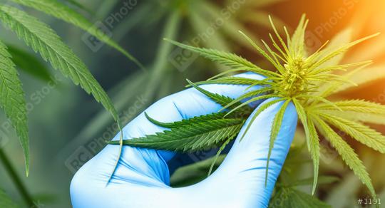 scientist with gloves checking hemp plants in a greenhouse. Concept of herbal alternative medicine, CBD oil, pharmaceptical industry  : Stock Photo or Stock Video Download rcfotostock photos, images and assets rcfotostock | RC Photo Stock.: