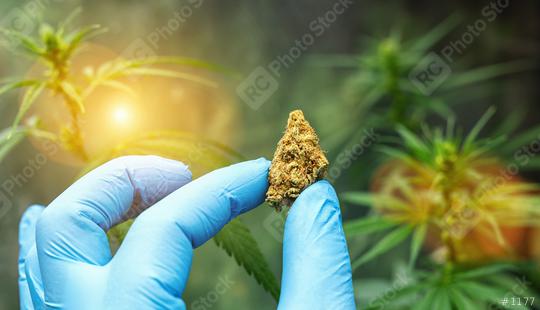 scientist with gloves holding cannabis bud and checking hemp plants. Concept of herbal alternative medicine, cbd oil, pharmaceutical industry  : Stock Photo or Stock Video Download rcfotostock photos, images and assets rcfotostock | RC Photo Stock.: