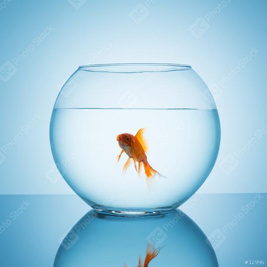 screaming goldfish in a fishbowl  : Stock Photo or Stock Video Download rcfotostock photos, images and assets rcfotostock | RC Photo Stock.: