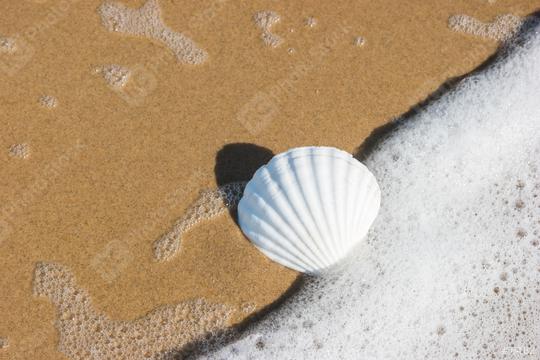 seashell on the beach  : Stock Photo or Stock Video Download rcfotostock photos, images and assets rcfotostock | RC Photo Stock.: