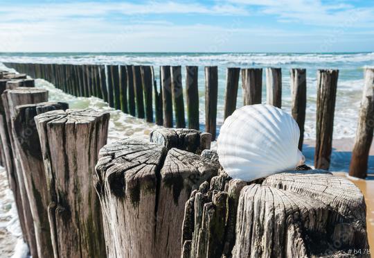seashell on wooden poles on the beach in Zeeland, Holland  : Stock Photo or Stock Video Download rcfotostock photos, images and assets rcfotostock | RC Photo Stock.: