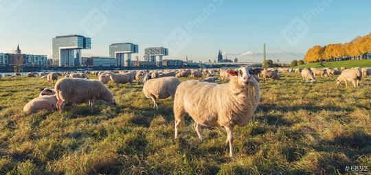 sheeps at the poller Meadow in cologne at the rhine shore, germany  : Stock Photo or Stock Video Download rcfotostock photos, images and assets rcfotostock | RC Photo Stock.: