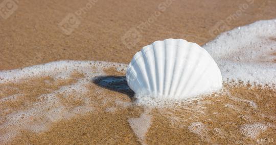 Shell on the beach  : Stock Photo or Stock Video Download rcfotostock photos, images and assets rcfotostock | RC Photo Stock.: