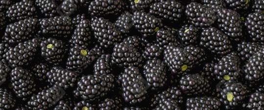 shiny fresh picked blackberries as pile  : Stock Photo or Stock Video Download rcfotostock photos, images and assets rcfotostock | RC Photo Stock.: