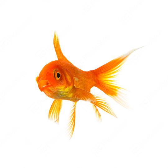 shocked goldfish  : Stock Photo or Stock Video Download rcfotostock photos, images and assets rcfotostock | RC Photo Stock.: