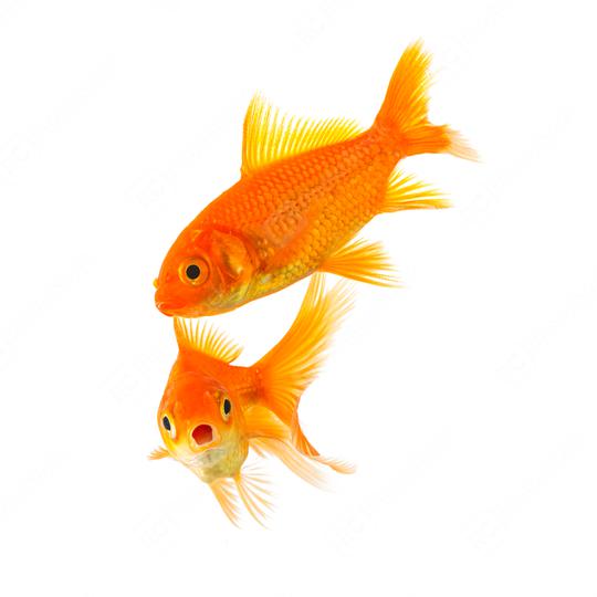 shocked goldfish couple   : Stock Photo or Stock Video Download rcfotostock photos, images and assets rcfotostock | RC Photo Stock.: