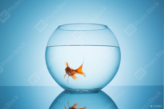 shocked goldfish in a fishbowl  : Stock Photo or Stock Video Download rcfotostock photos, images and assets rcfotostock | RC Photo Stock.: