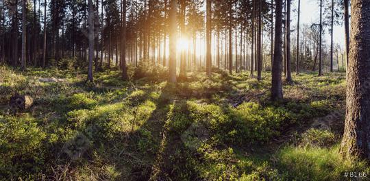 Silent Forest at spring with beautiful bright sun panroama  : Stock Photo or Stock Video Download rcfotostock photos, images and assets rcfotostock | RC Photo Stock.: