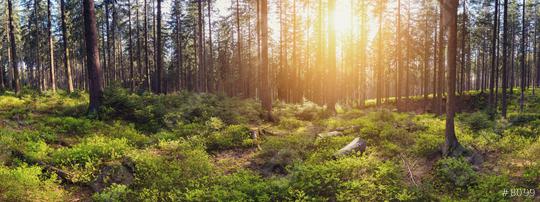 Silent Forest at sunrise with beautiful bright sunlight panroama  : Stock Photo or Stock Video Download rcfotostock photos, images and assets rcfotostock | RC Photo Stock.: