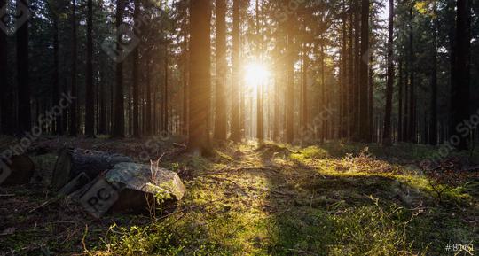Silent Forest in spring with beautiful bright sun light  : Stock Photo or Stock Video Download rcfotostock photos, images and assets rcfotostock | RC Photo Stock.: