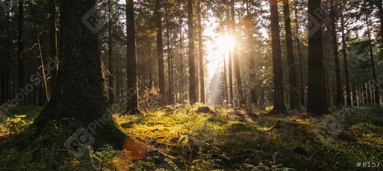 Silent Forest in spring with beautiful bright sun rays   : Stock Photo or Stock Video Download rcfotostock photos, images and assets rcfotostock | RC Photo Stock.: