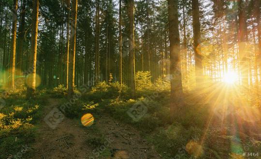 Silent Forest in spring with beautiful bright sun rays - wanderlust   : Stock Photo or Stock Video Download rcfotostock photos, images and assets rcfotostock | RC Photo Stock.:
