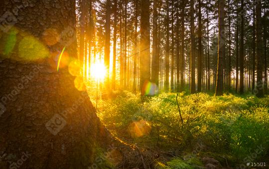 Silent Forest in spring with beautiful bright sun rays  : Stock Photo or Stock Video Download rcfotostock photos, images and assets rcfotostock | RC Photo Stock.:
