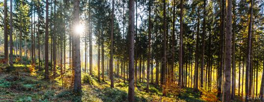 Silent Forest in spring with beautiful bright sun rays  : Stock Photo or Stock Video Download rcfotostock photos, images and assets rcfotostock | RC-Photo-Stock.: