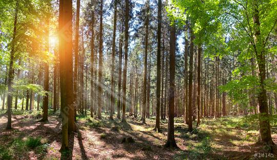 Silent Forest in spring with beautiful bright sun rays  : Stock Photo or Stock Video Download rcfotostock photos, images and assets rcfotostock | RC Photo Stock.:
