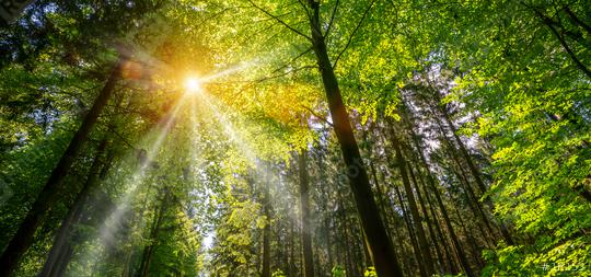 Silent Forest in spring with beautiful bright sun rays  : Stock Photo or Stock Video Download rcfotostock photos, images and assets rcfotostock | RC-Photo-Stock.:
