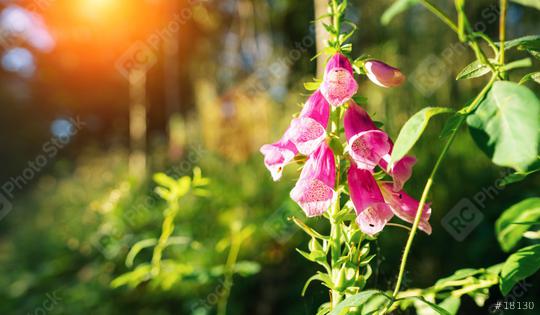 Silent Forest in spring with beautiful bright sun rays, lupine flowers  : Stock Photo or Stock Video Download rcfotostock photos, images and assets rcfotostock | RC Photo Stock.: