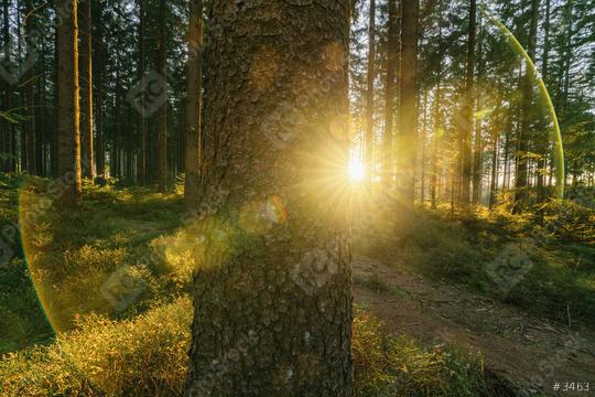 Silent Forest in spring with beautiful bright sun rays on a tree trunk - wanderlust   : Stock Photo or Stock Video Download rcfotostock photos, images and assets rcfotostock | RC Photo Stock.: