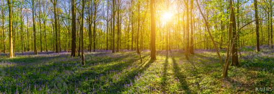 Silent Hallerbos Forest in spring with beautiful bright sun rays panorama  : Stock Photo or Stock Video Download rcfotostock photos, images and assets rcfotostock | RC Photo Stock.: