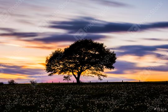 single oak tree on a dandelion meadow hill with colorfull  sunset  and cloudy Sky in spring  : Stock Photo or Stock Video Download rcfotostock photos, images and assets rcfotostock | RC Photo Stock.:
