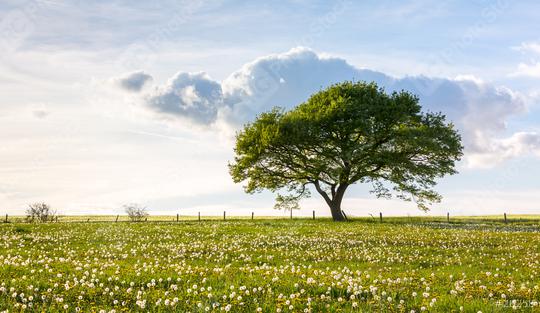 single oak tree on a hill  with dandelion meadow and Blue cloudy Sky at spring in the Eifel  : Stock Photo or Stock Video Download rcfotostock photos, images and assets rcfotostock | RC Photo Stock.: