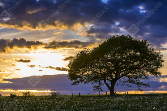 single oak tree on meadow at sunset with cloudy Sky in the Eifel national park  : Stock Photo or Stock Video Download rcfotostock photos, images and assets rcfotostock | RC Photo Stock.: