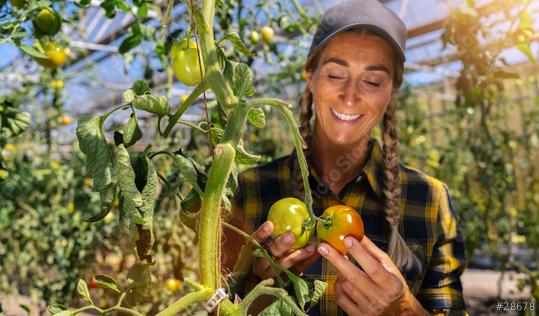 Skilled woman engaged in seasonal gardening picking fresh ripe plum tomatoes on farm  : Stock Photo or Stock Video Download rcfotostock photos, images and assets rcfotostock | RC Photo Stock.: