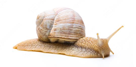 slow snail  : Stock Photo or Stock Video Download rcfotostock photos, images and assets rcfotostock | RC Photo Stock.: