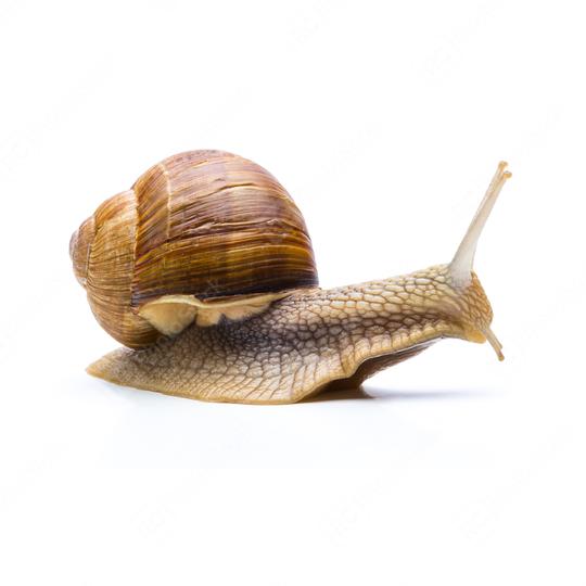 slowly snail  : Stock Photo or Stock Video Download rcfotostock photos, images and assets rcfotostock | RC Photo Stock.: