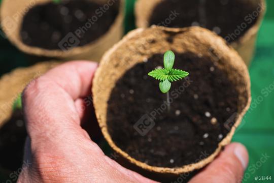 small plant of cannabis seedlings at the stage of vegetation in a pot holding by hand, eceptions of cultivation in an indoor marijuana for medical purposes  : Stock Photo or Stock Video Download rcfotostock photos, images and assets rcfotostock | RC Photo Stock.: