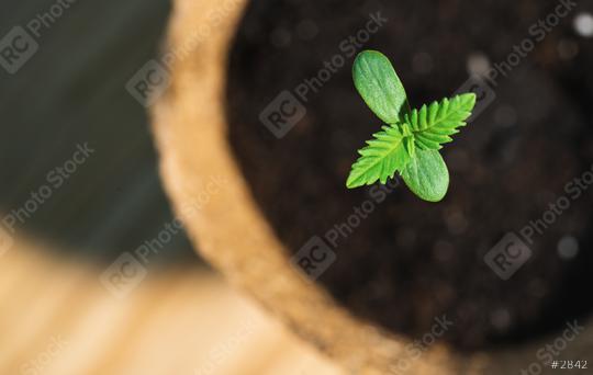 small plant of cannabis seedlings, Indoor marijuana growing concept image, copyspace for your individual text.  : Stock Photo or Stock Video Download rcfotostock photos, images and assets rcfotostock | RC Photo Stock.: