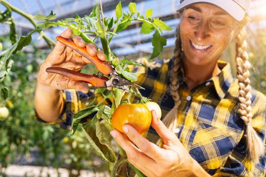 smiling agriculture farmer woman worker working, harvesting tomatoe with scissors in greenhouse.  : Stock Photo or Stock Video Download rcfotostock photos, images and assets rcfotostock | RC Photo Stock.: