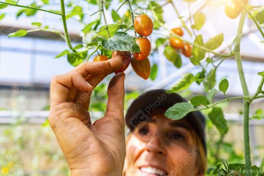 smiling female farmer, harvesting small tomatoes in greenhouse.  : Stock Photo or Stock Video Download rcfotostock photos, images and assets rcfotostock | RC Photo Stock.: