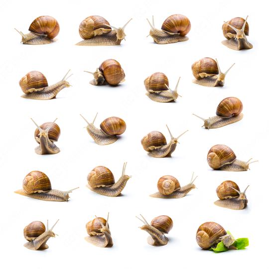snail collage set  : Stock Photo or Stock Video Download rcfotostock photos, images and assets rcfotostock | RC Photo Stock.: