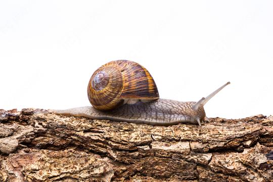 snail crawl on a tree trunk  : Stock Photo or Stock Video Download rcfotostock photos, images and assets rcfotostock | RC Photo Stock.: