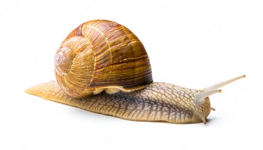 Snail crawling at snail