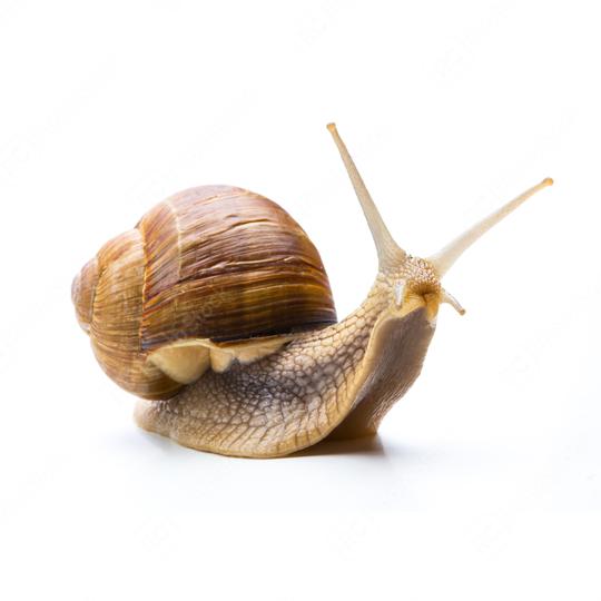 Snail creep Greasy  : Stock Photo or Stock Video Download rcfotostock photos, images and assets rcfotostock | RC Photo Stock.: