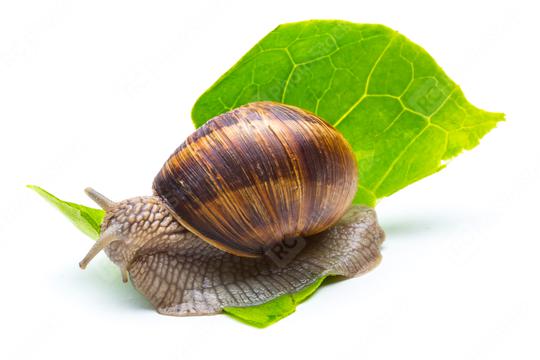 snail eats a lettuce leaf  : Stock Photo or Stock Video Download rcfotostock photos, images and assets rcfotostock | RC Photo Stock.: