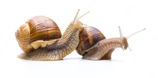 Snail Familie  : Stock Photo or Stock Video Download rcfotostock photos, images and assets rcfotostock | RC Photo Stock.: