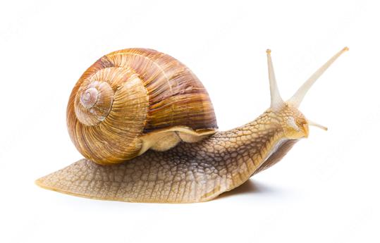 snail goes away  : Stock Photo or Stock Video Download rcfotostock photos, images and assets rcfotostock | RC Photo Stock.: