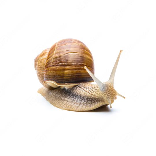 snail (Helix aspersa)  : Stock Photo or Stock Video Download rcfotostock photos, images and assets rcfotostock | RC Photo Stock.: