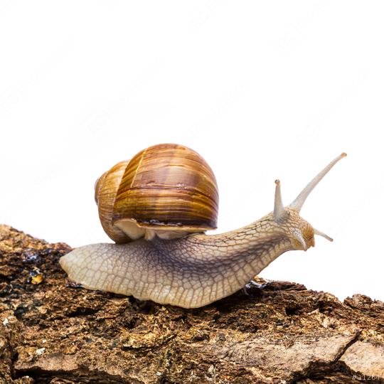 snail (Helix aspersa)  : Stock Photo or Stock Video Download rcfotostock photos, images and assets rcfotostock | RC Photo Stock.:
